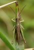 Chorthippus dorsatus dorsatus